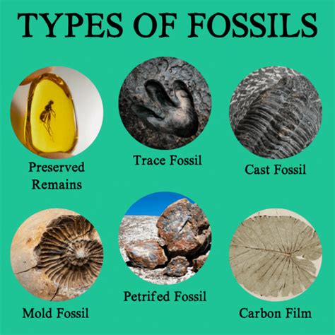 In What Type Of Rock Are Fossils Usually Found