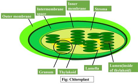 In Which Organelle Does Photosynthesis Take Place