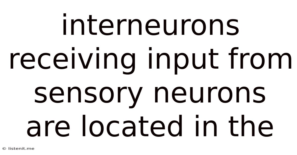 Interneurons Receiving Input From Sensory Neurons Are Located In The