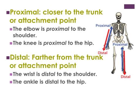 Is The Shoulder Distal To The Elbow