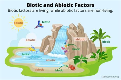 Is Water A Biotic Or Abiotic Factor