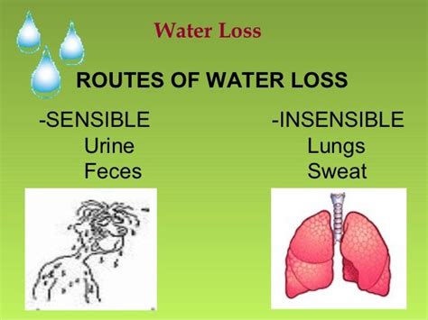 Is Water Loss From The Body Highest From Feces