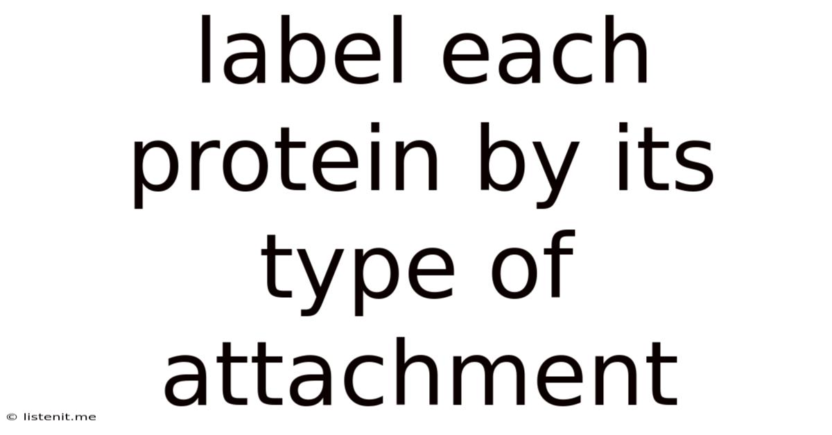Label Each Protein By Its Type Of Attachment