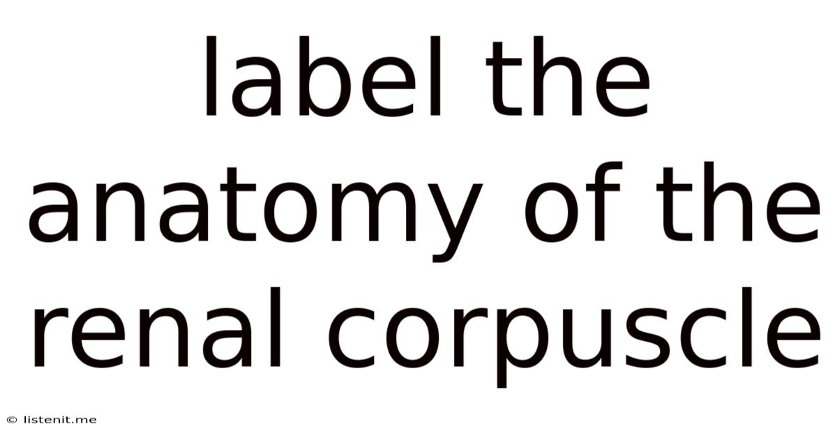 Label The Anatomy Of The Renal Corpuscle