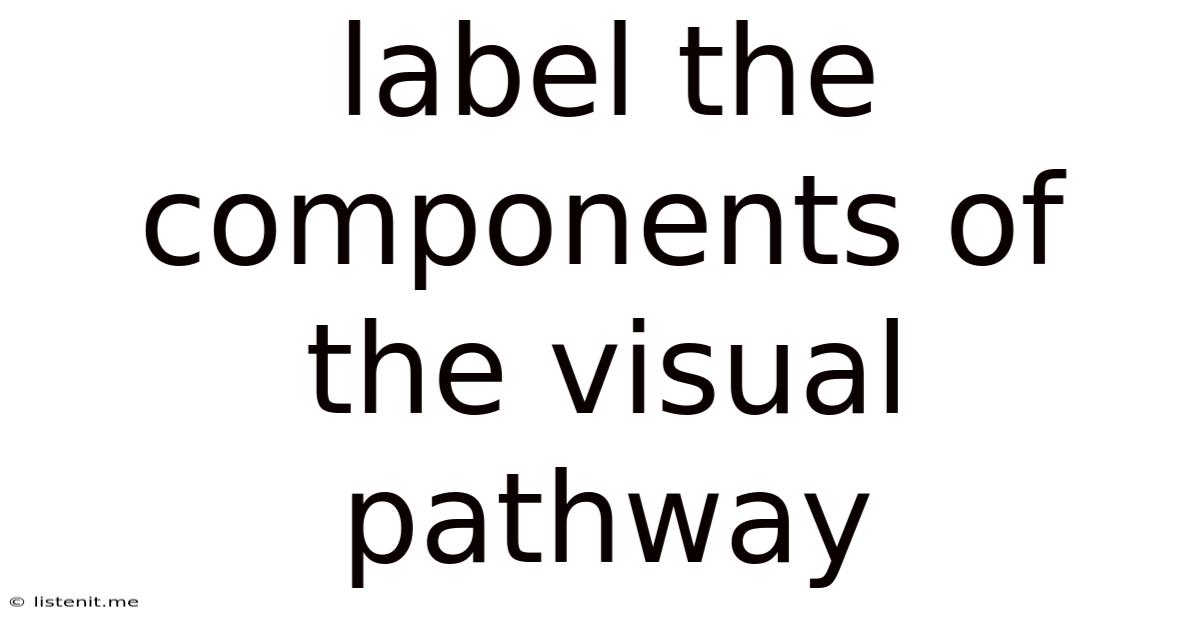 Label The Components Of The Visual Pathway