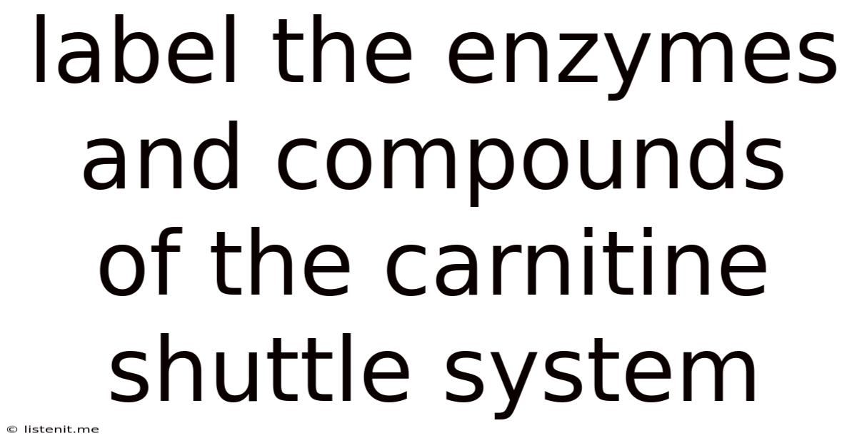 Label The Enzymes And Compounds Of The Carnitine Shuttle System