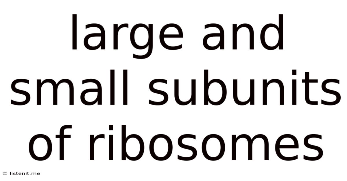 Large And Small Subunits Of Ribosomes