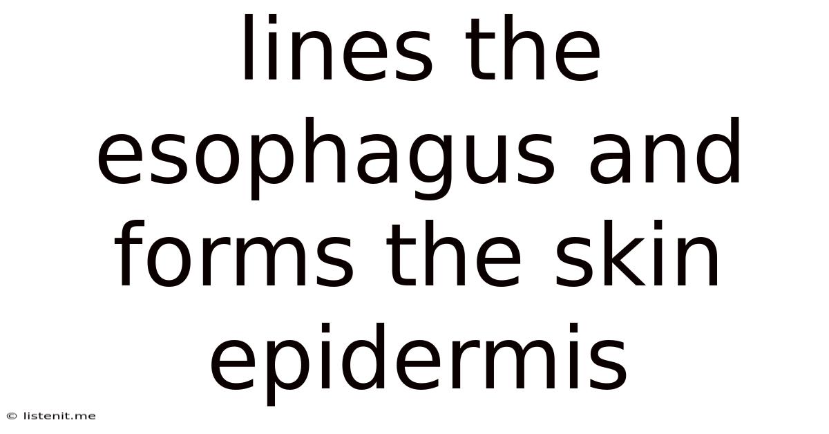 Lines The Esophagus And Forms The Skin Epidermis