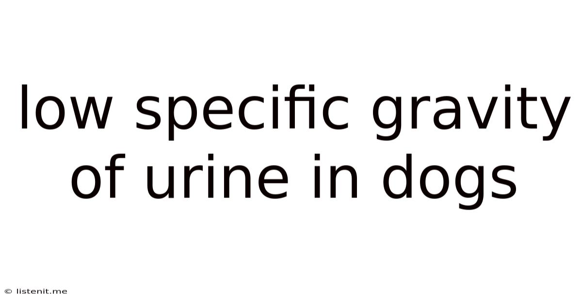 Low Specific Gravity Of Urine In Dogs