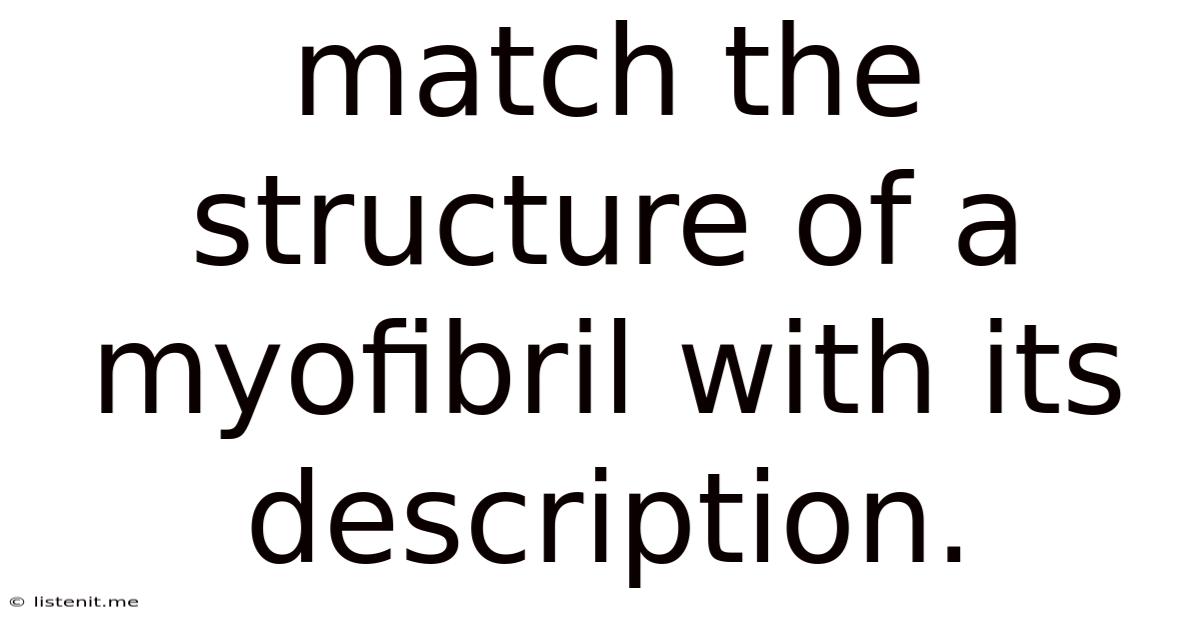 Match The Structure Of A Myofibril With Its Description.