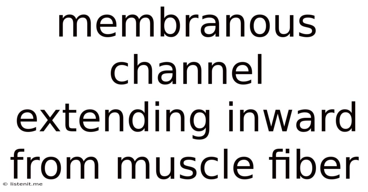 Membranous Channel Extending Inward From Muscle Fiber