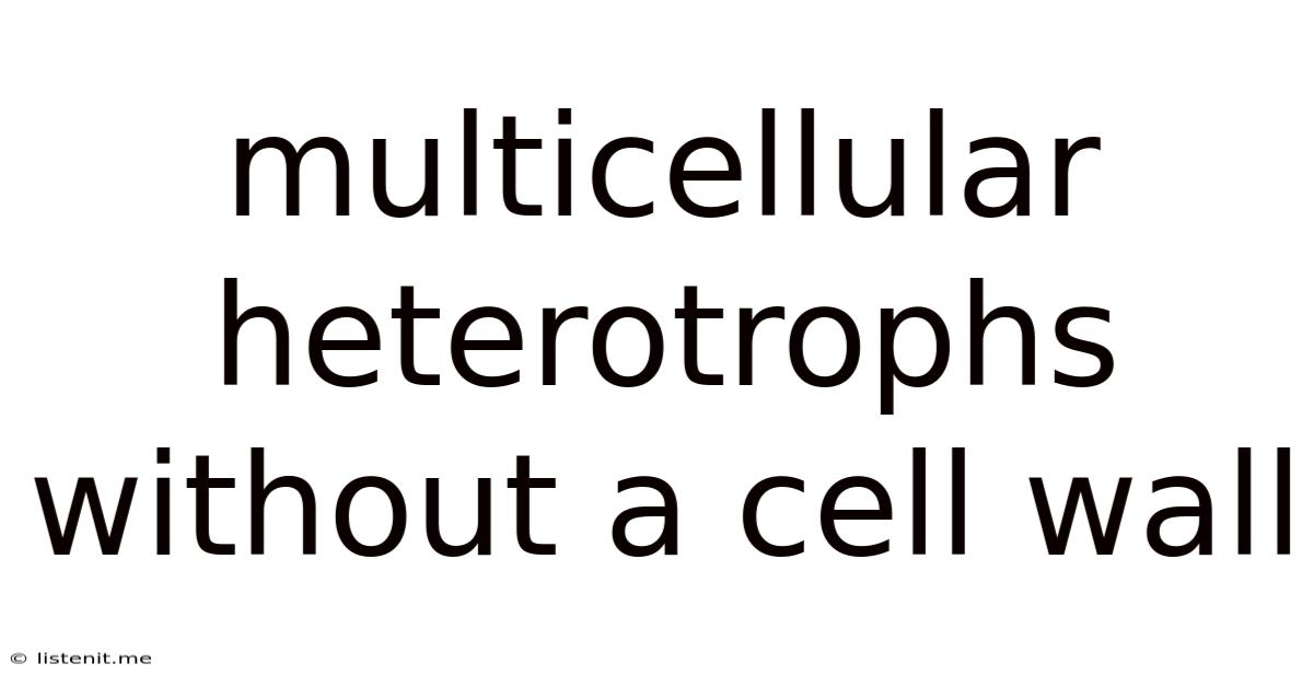 Multicellular Heterotrophs Without A Cell Wall