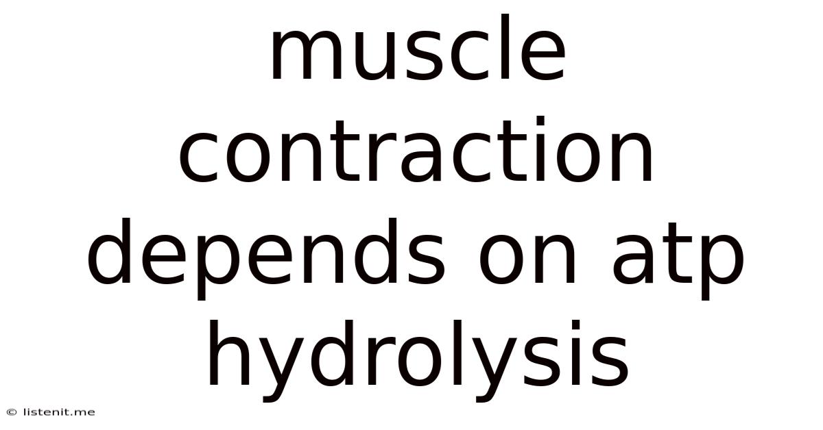 Muscle Contraction Depends On Atp Hydrolysis