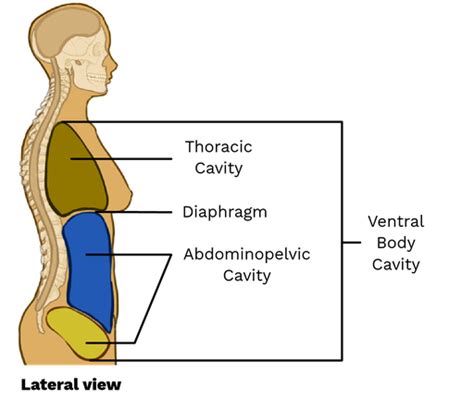 Name The Muscle That Subdivides The Ventral Body Cavity