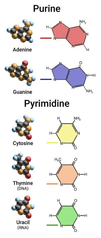 Name The Nitrogenous Bases That Are Classified As Pyrimidines