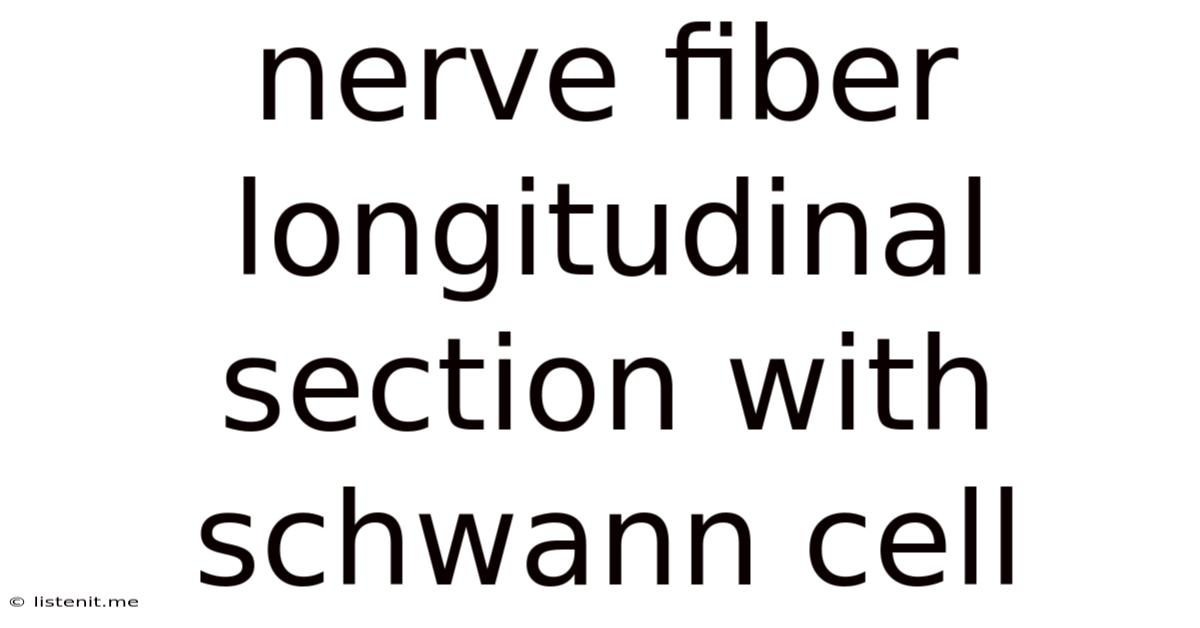 Nerve Fiber Longitudinal Section With Schwann Cell
