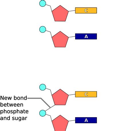 Nucleotides Are Attached By Bonds Between The