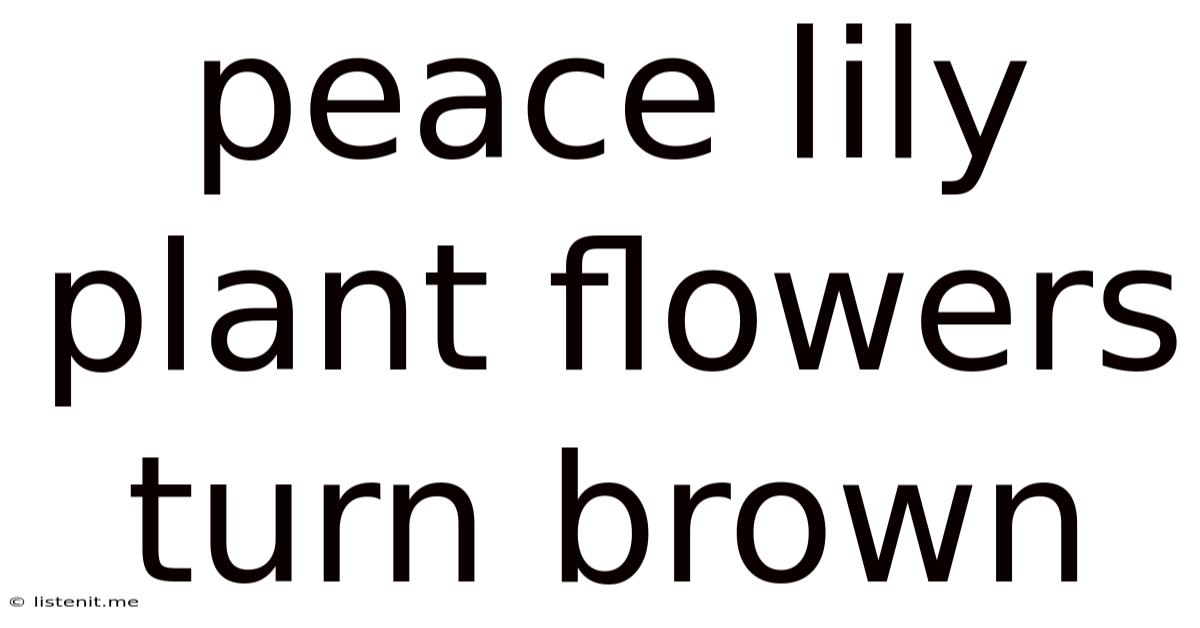Peace Lily Plant Flowers Turn Brown
