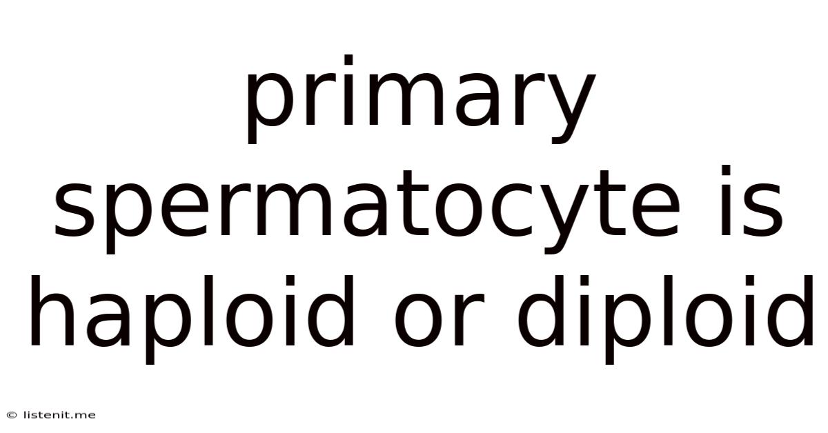 Primary Spermatocyte Is Haploid Or Diploid