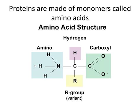 Proteins Are Composed Of Monomers Called