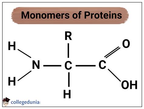 Proteins Are Made Up Of Monomers Called