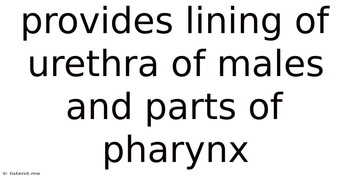 Provides Lining Of Urethra Of Males And Parts Of Pharynx
