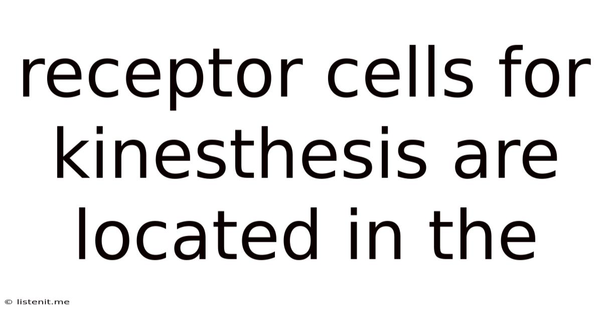 Receptor Cells For Kinesthesis Are Located In The
