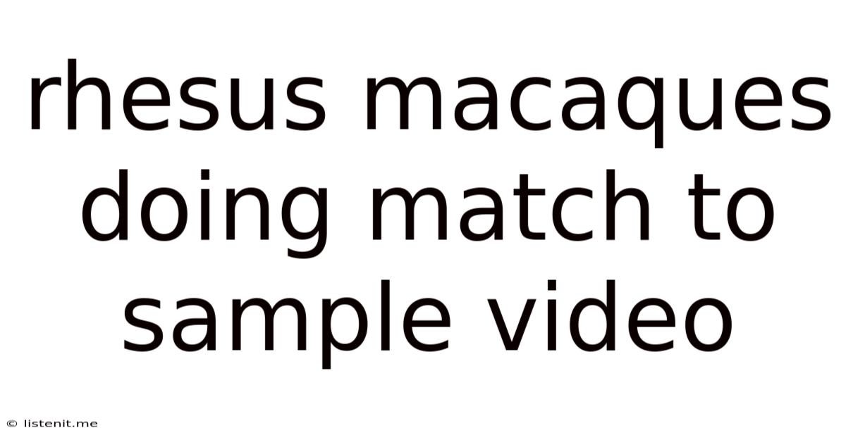 Rhesus Macaques Doing Match To Sample Video