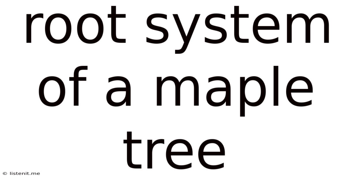 Root System Of A Maple Tree