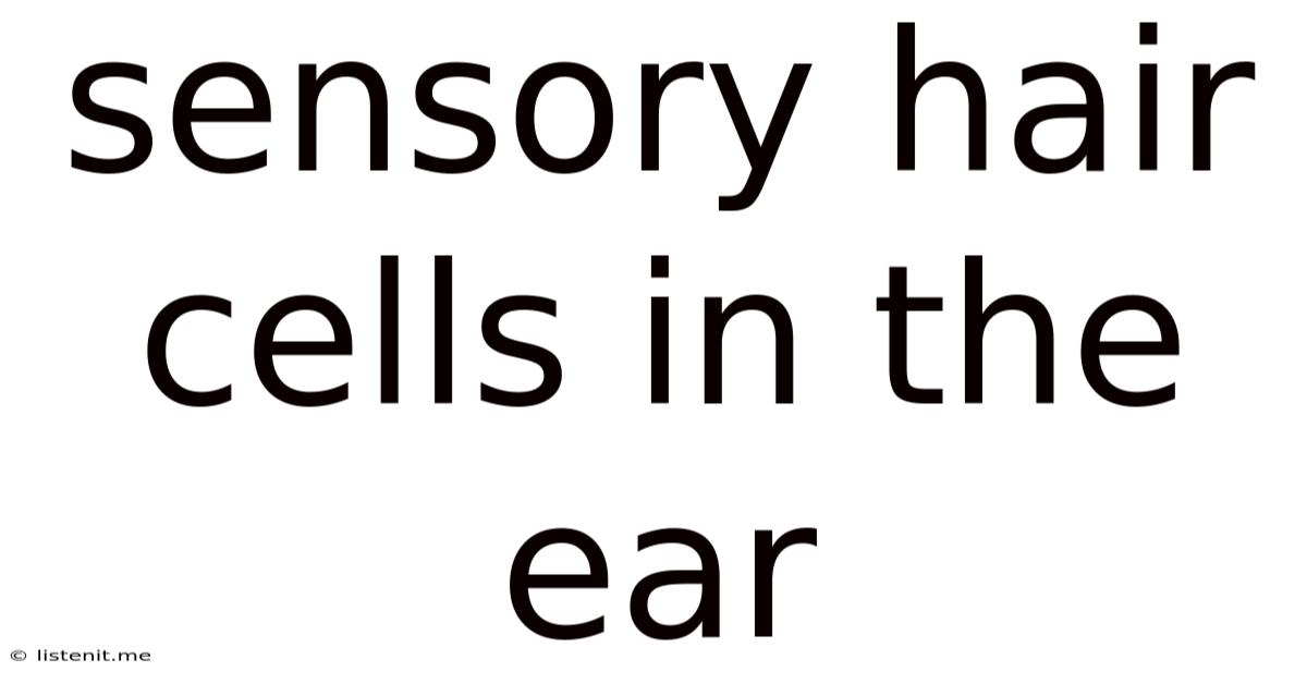 Sensory Hair Cells In The Ear