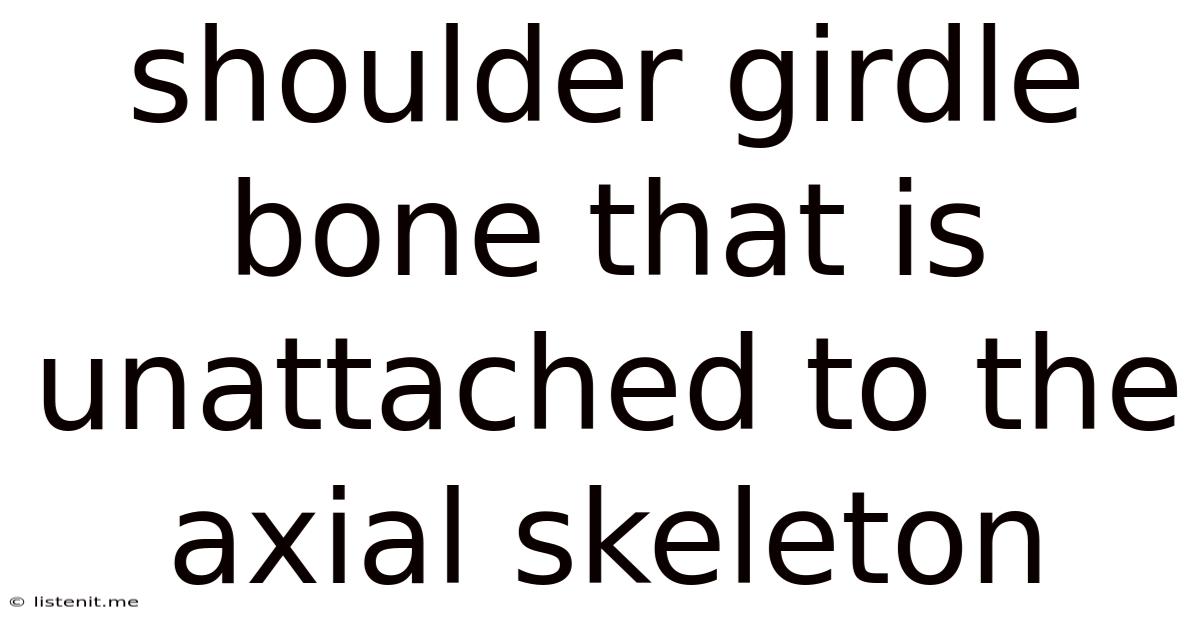 Shoulder Girdle Bone That Is Unattached To The Axial Skeleton
