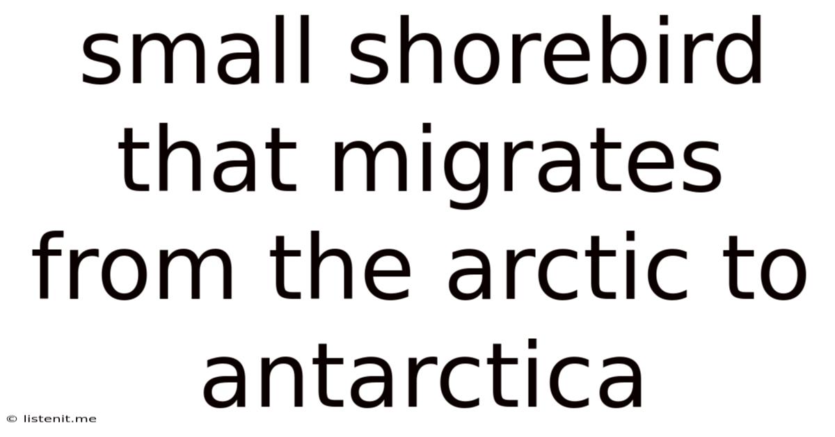 Small Shorebird That Migrates From The Arctic To Antarctica
