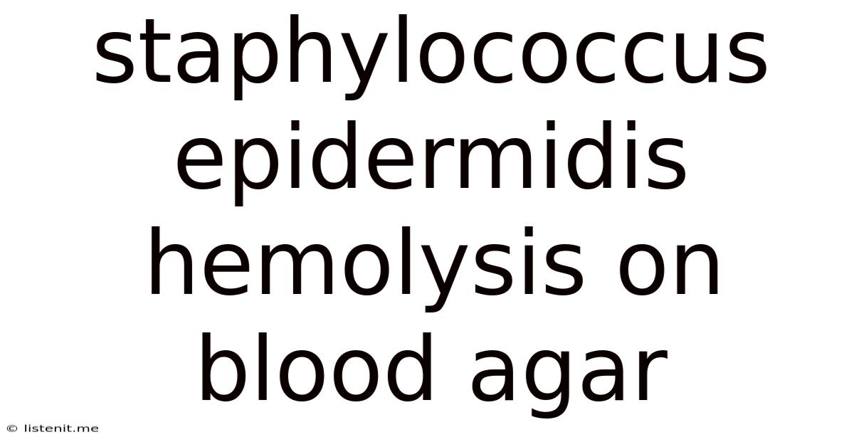 Staphylococcus Epidermidis Hemolysis On Blood Agar