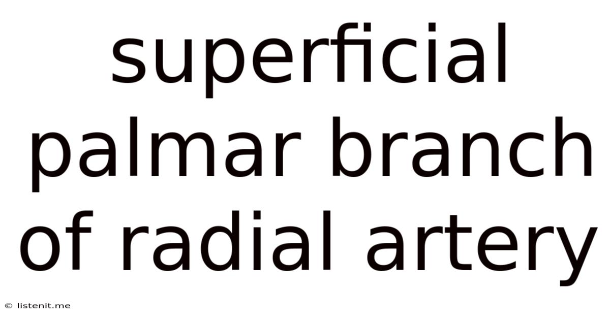 Superficial Palmar Branch Of Radial Artery