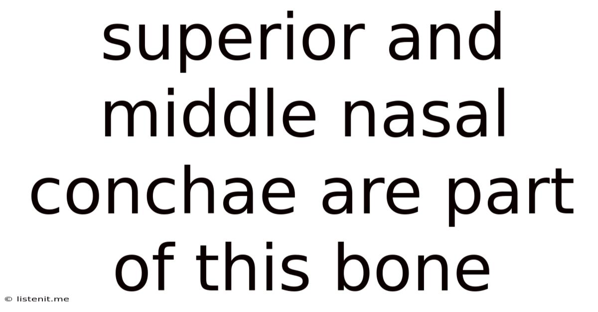 Superior And Middle Nasal Conchae Are Part Of This Bone