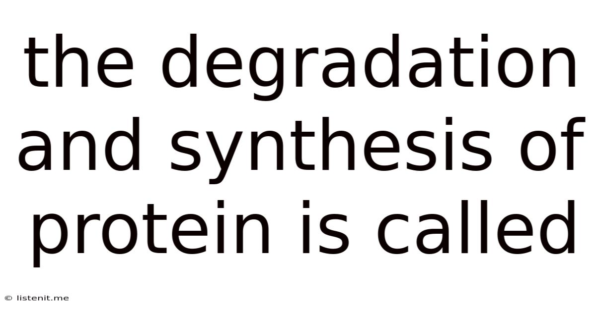 The Degradation And Synthesis Of Protein Is Called