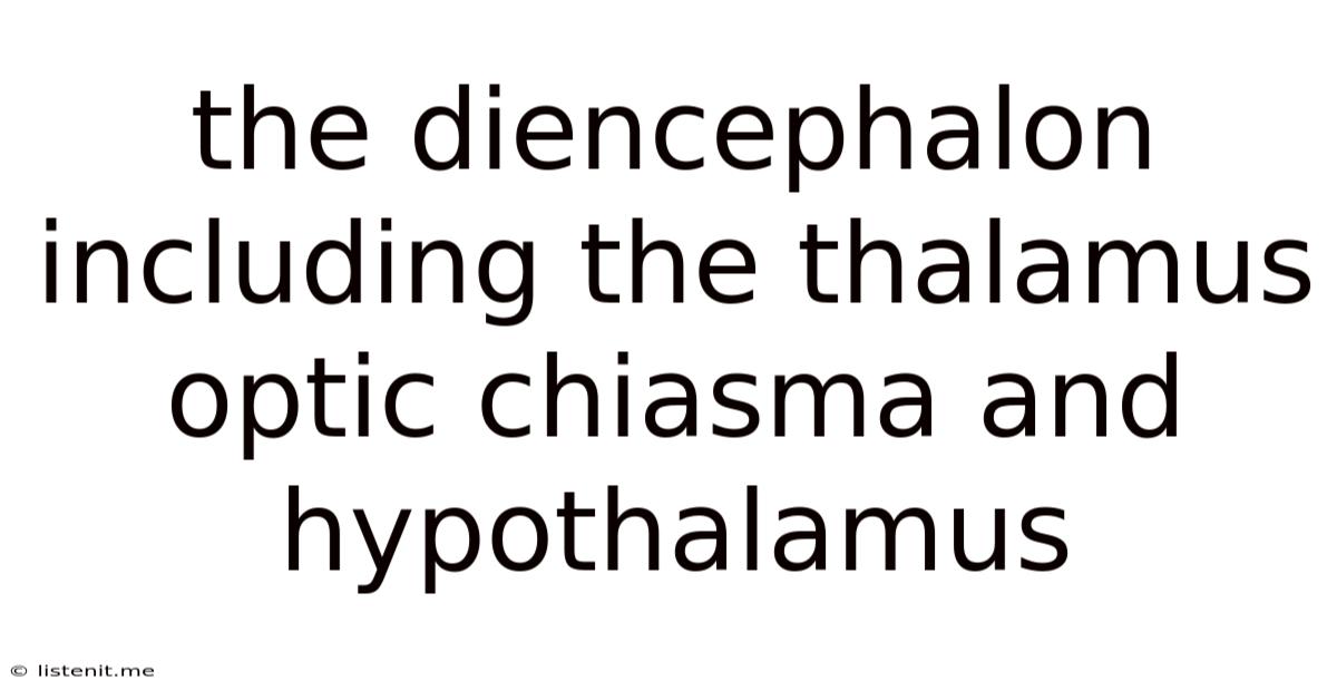 The Diencephalon Including The Thalamus Optic Chiasma And Hypothalamus