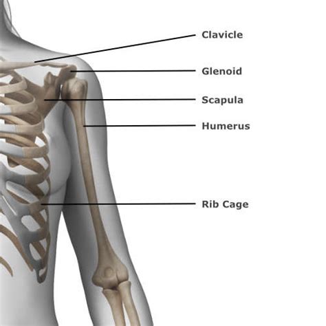 The Elbow Is Proximal To The Shoulder