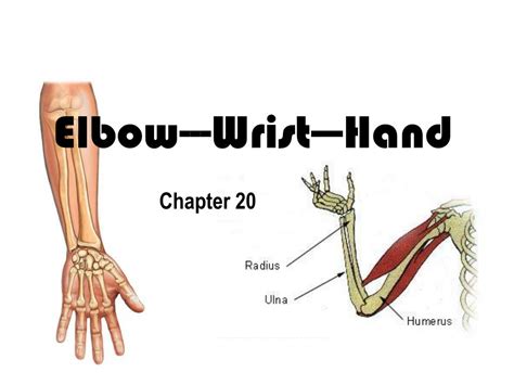 The Elbow Is Proximal To The Wrist