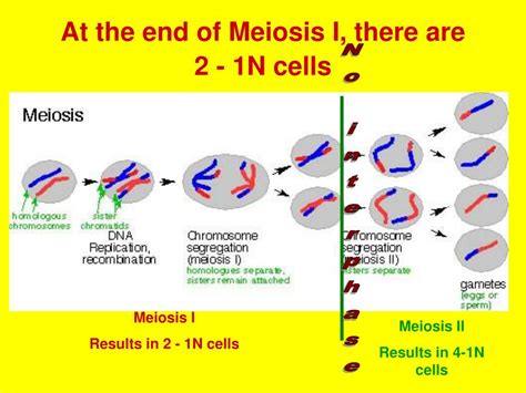 The End Result Of Meiosis Is