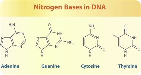 The Four Nitrogen Bases That Are Found In Dna Are