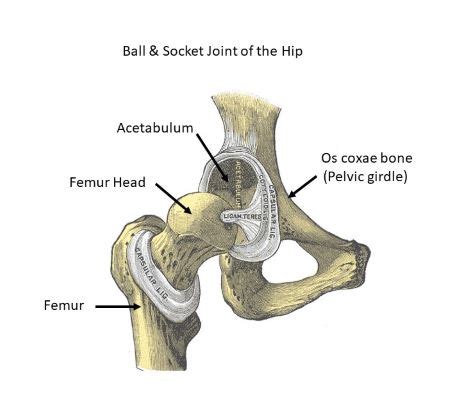 The Head Of The Femur Articulates With The