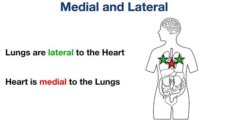 The Heart Is Blank To The Lungs