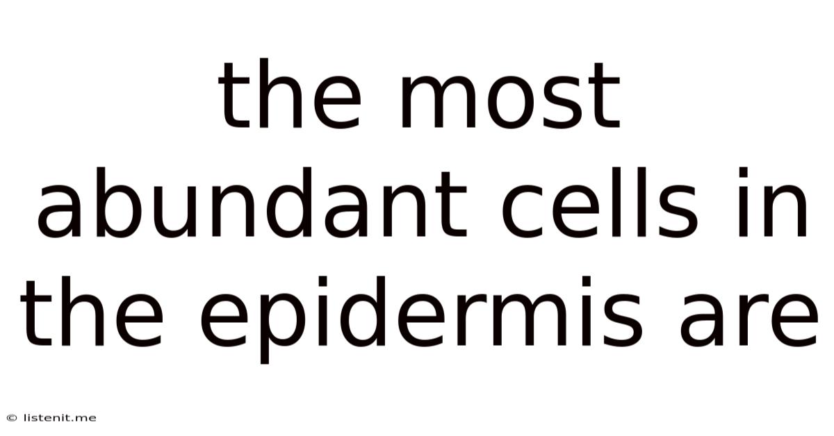 The Most Abundant Cells In The Epidermis Are