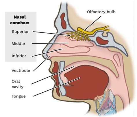 The Mouth Is Superior To The Nose