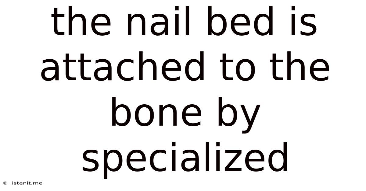 The Nail Bed Is Attached To The Bone By Specialized: