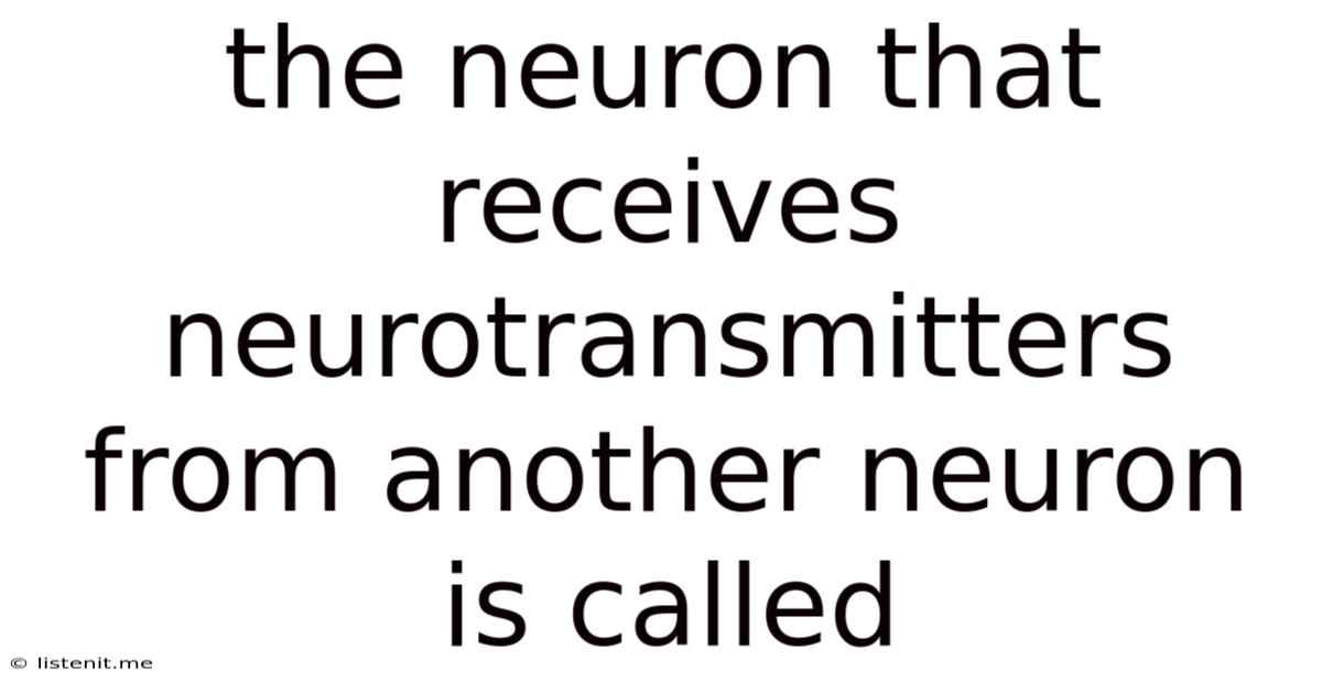 The Neuron That Receives Neurotransmitters From Another Neuron Is Called