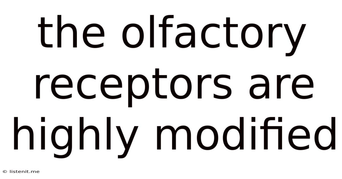 The Olfactory Receptors Are Highly Modified