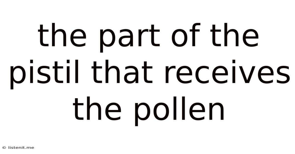 The Part Of The Pistil That Receives The Pollen