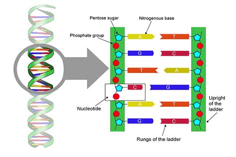 The Rungs Of The Dna Ladder Are Made Of What